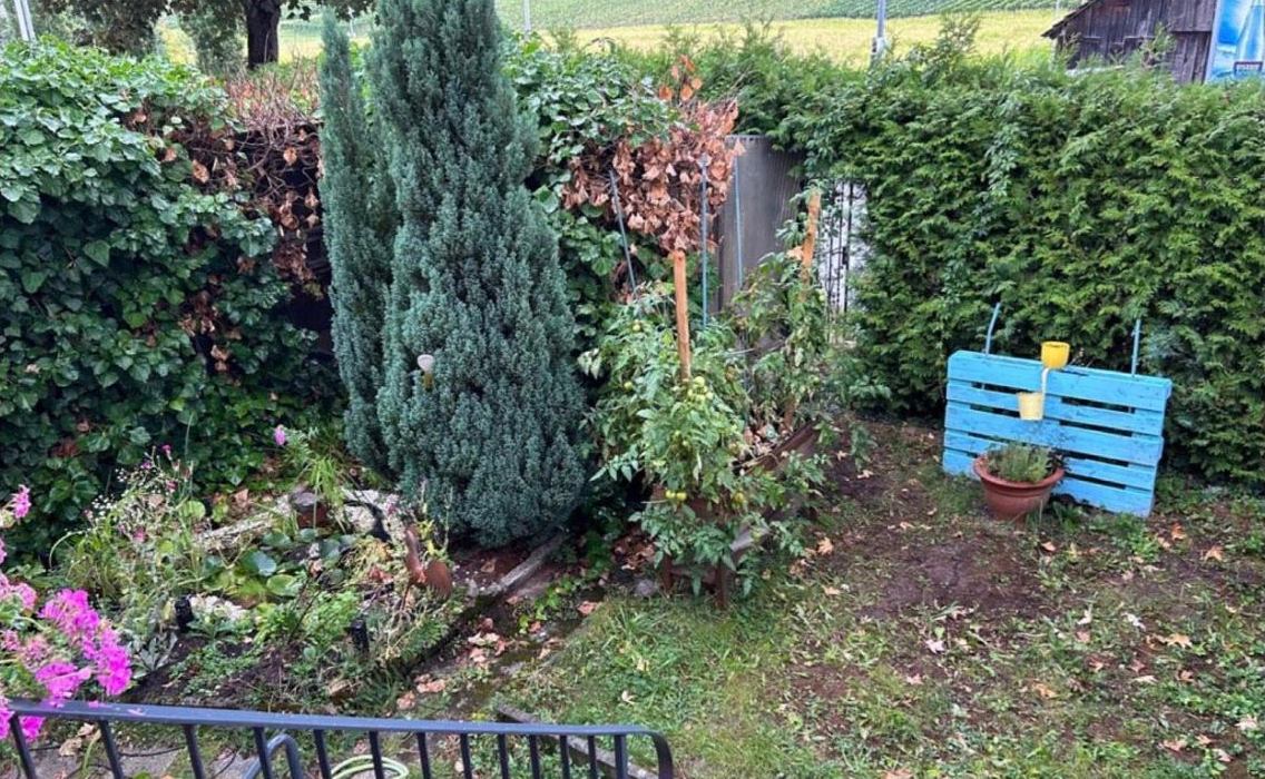Garten vor dem Umbau: Beet, Hecke und Holzpalette
