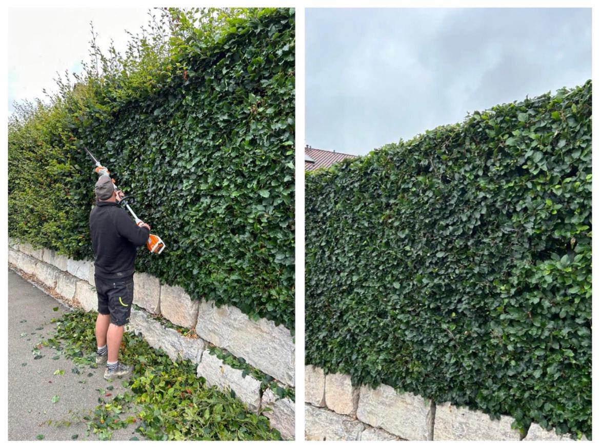 Bepflanzung – Hecke und Grünpflanzen