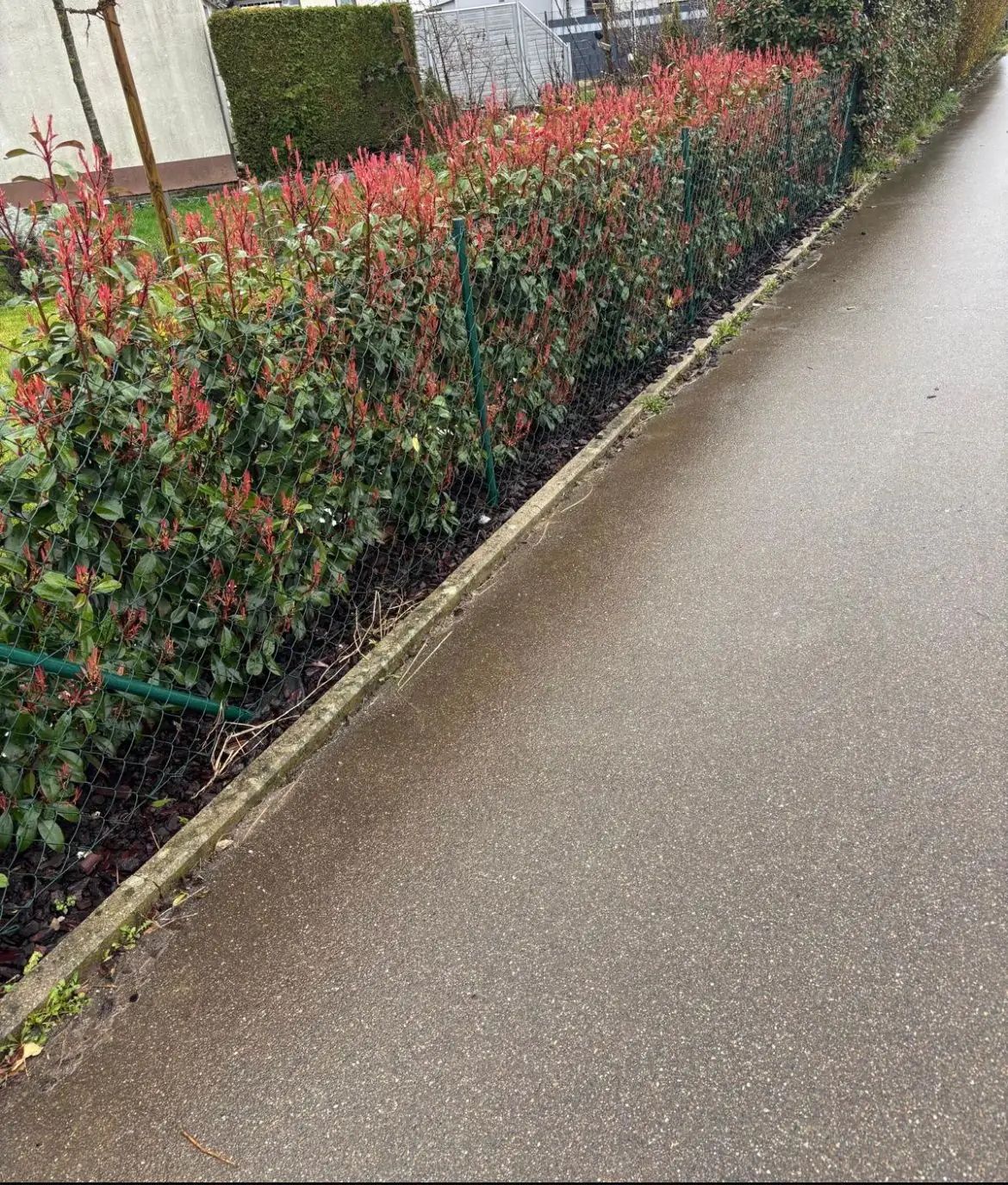 Bepflanzung – Hecke mit rotem Austrieb entlang eines Weges